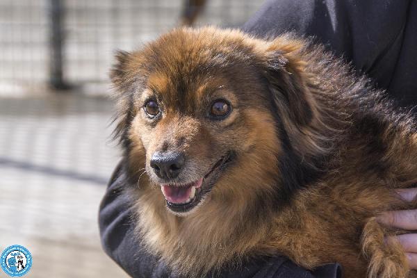 Bush: un simpatico orsetto di 10 kg Foto 9